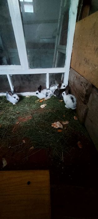 Продам крольчат помесь строкач и шиншила.