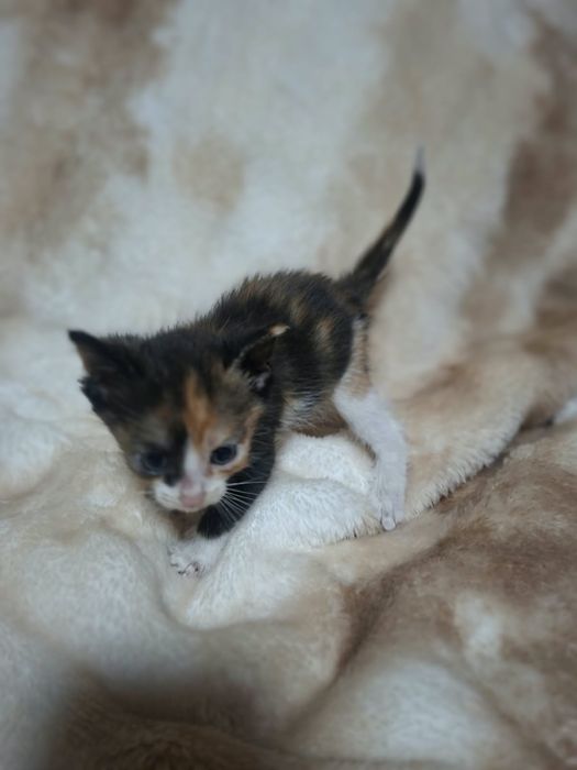 Котята бесплатно