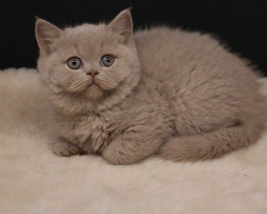 British Shorthair Lilac