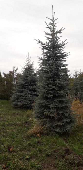 Ель голубая 4-5 метров