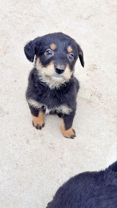 Отдам щенков в добрые руки