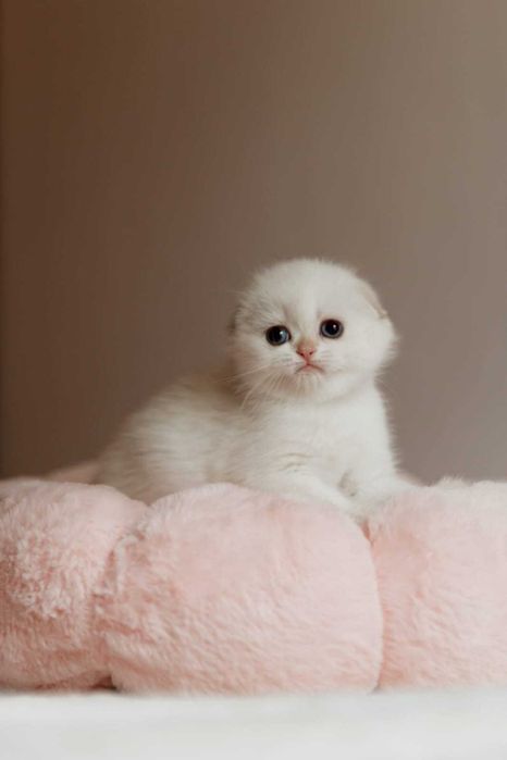 Шотландские Золотые Котята