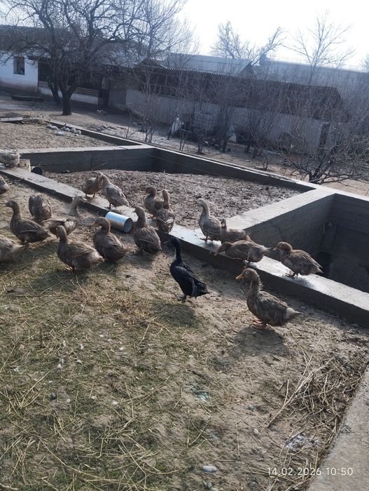 Инкубационный яйцо уток