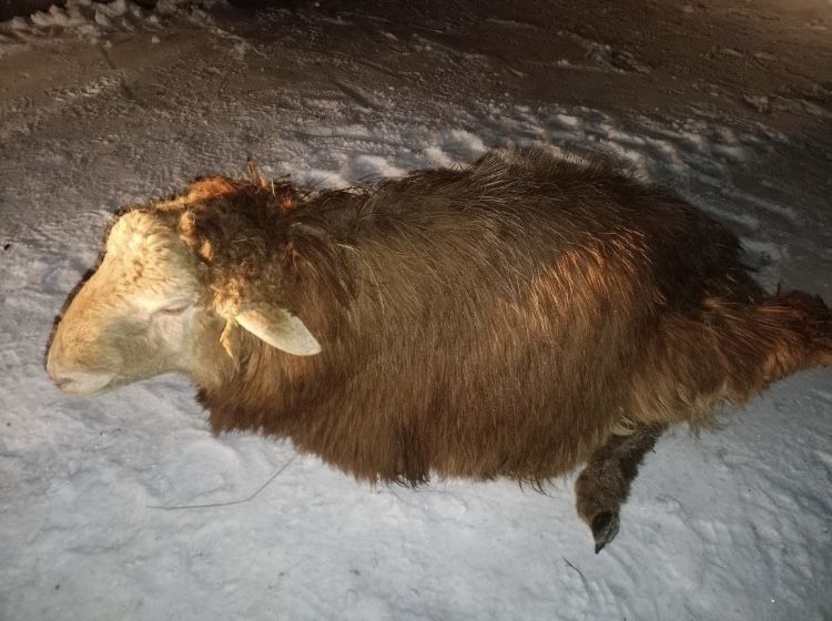 Токты молодые жирные