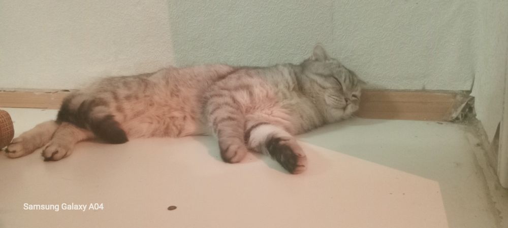 Шотландский кот 2 месяцев