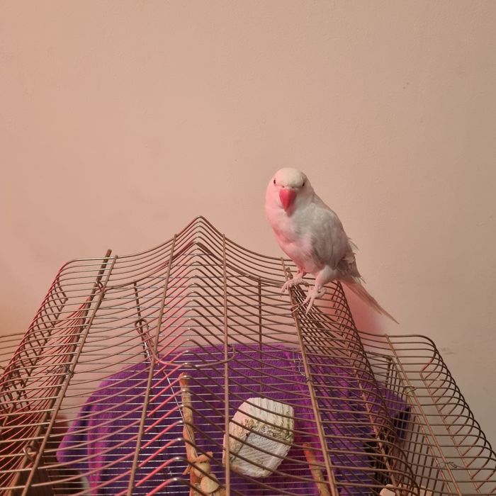 Papagal micul alexander