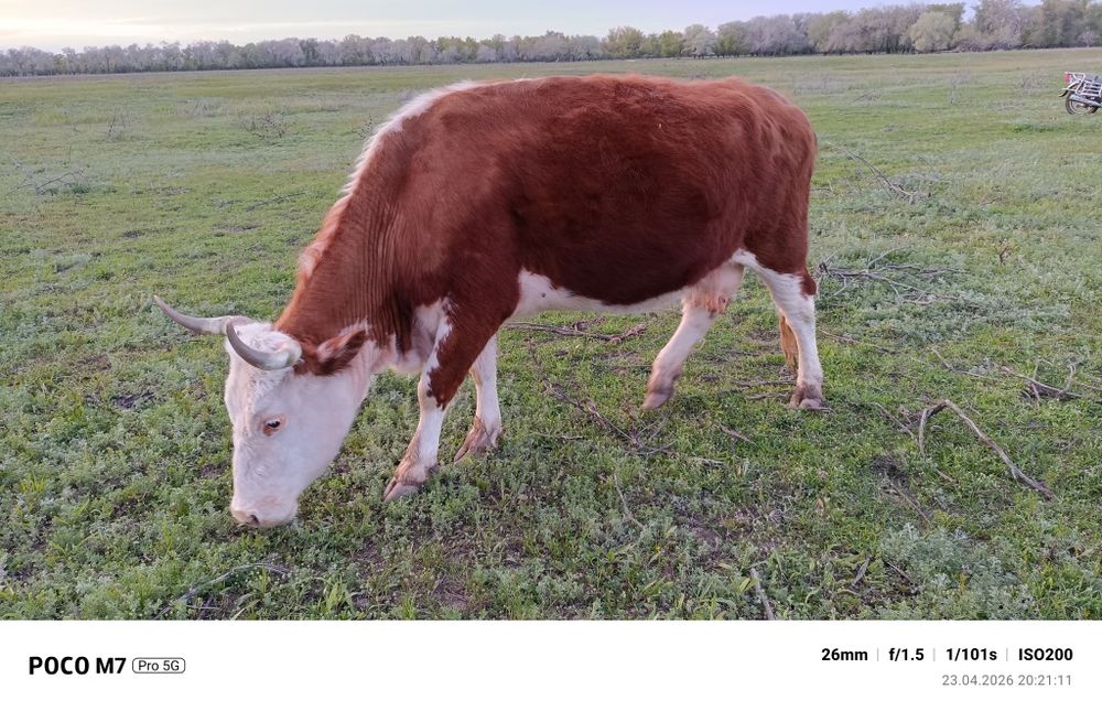 Сиыр сатылады 7 туған