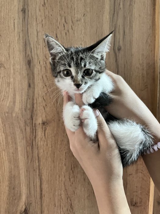 Котенок маленький
