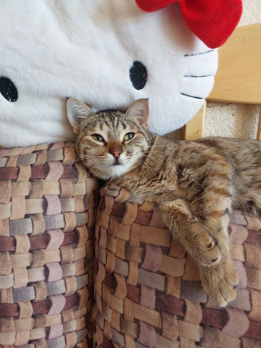 Кошечка в любящую семью