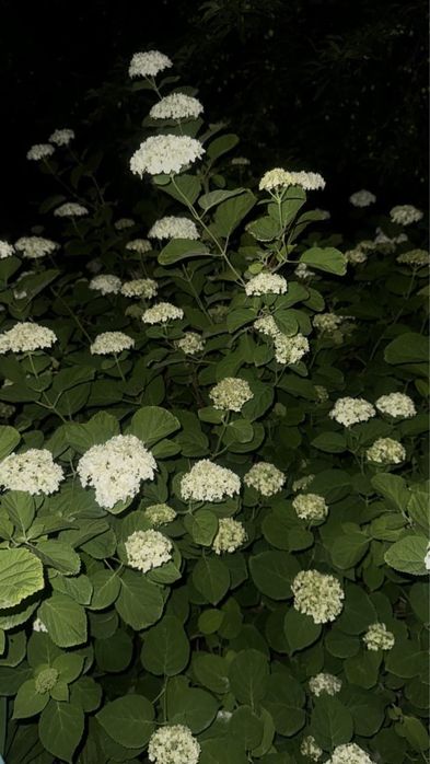 Продаю дачу 10 соток