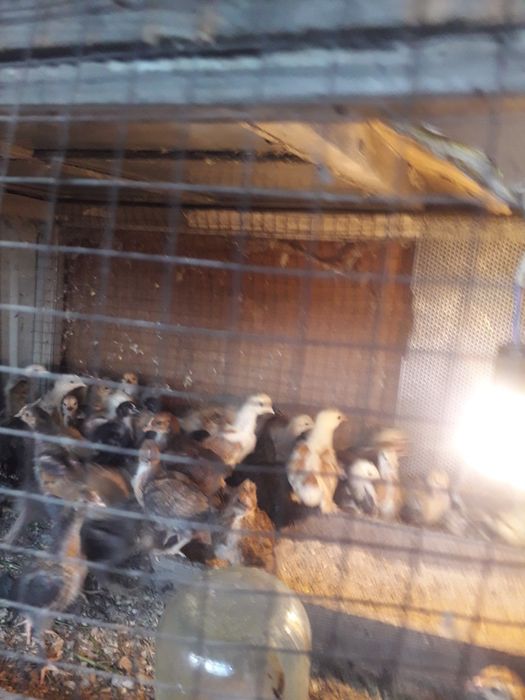 Куры несушки майские