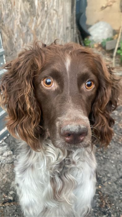 Вязка кабель Русский спаниель