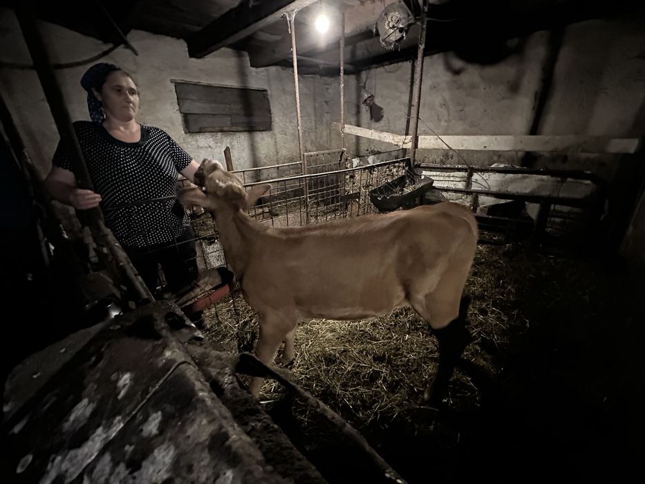 Vând vițică limbuzin