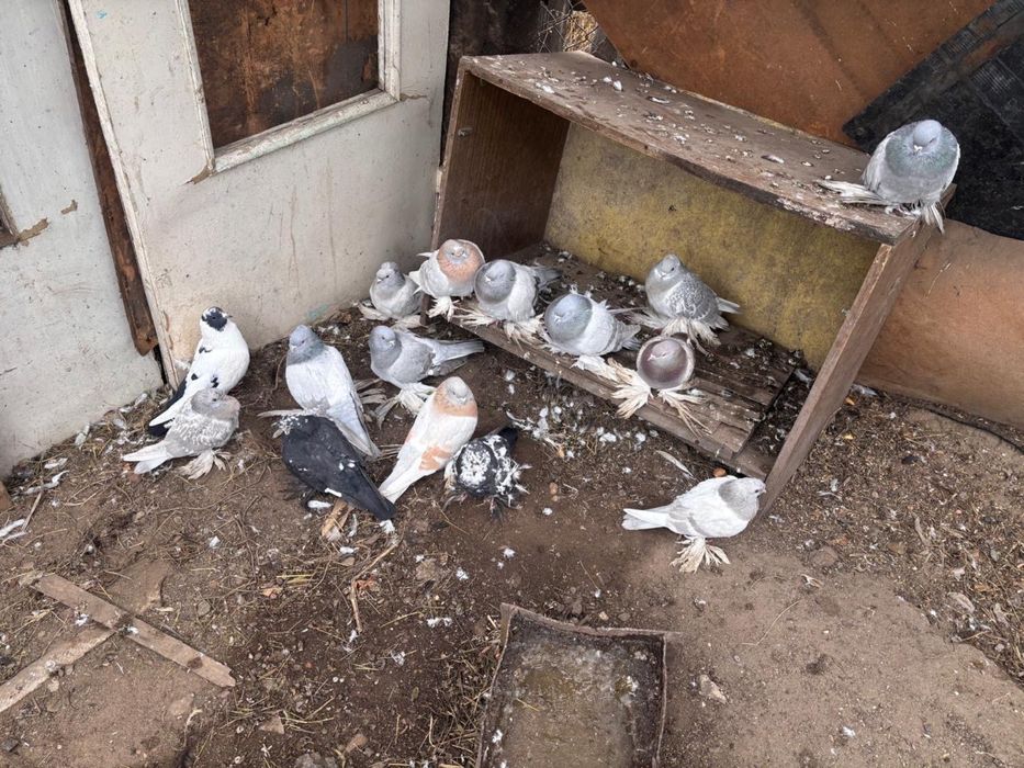 Голуби породистые