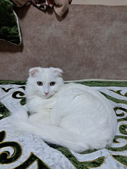 Ишу кота для вязки