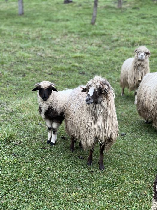 Oi bune pentru paste