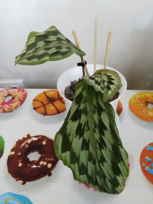 Продам цветы комнатные