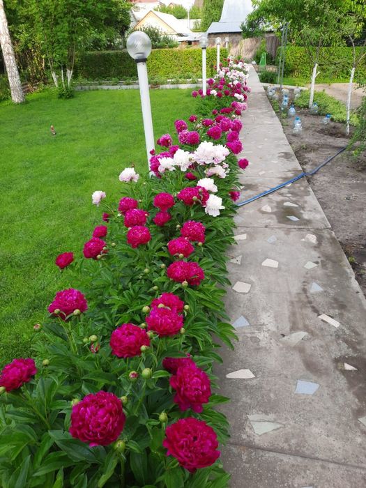 Продам корни пионов