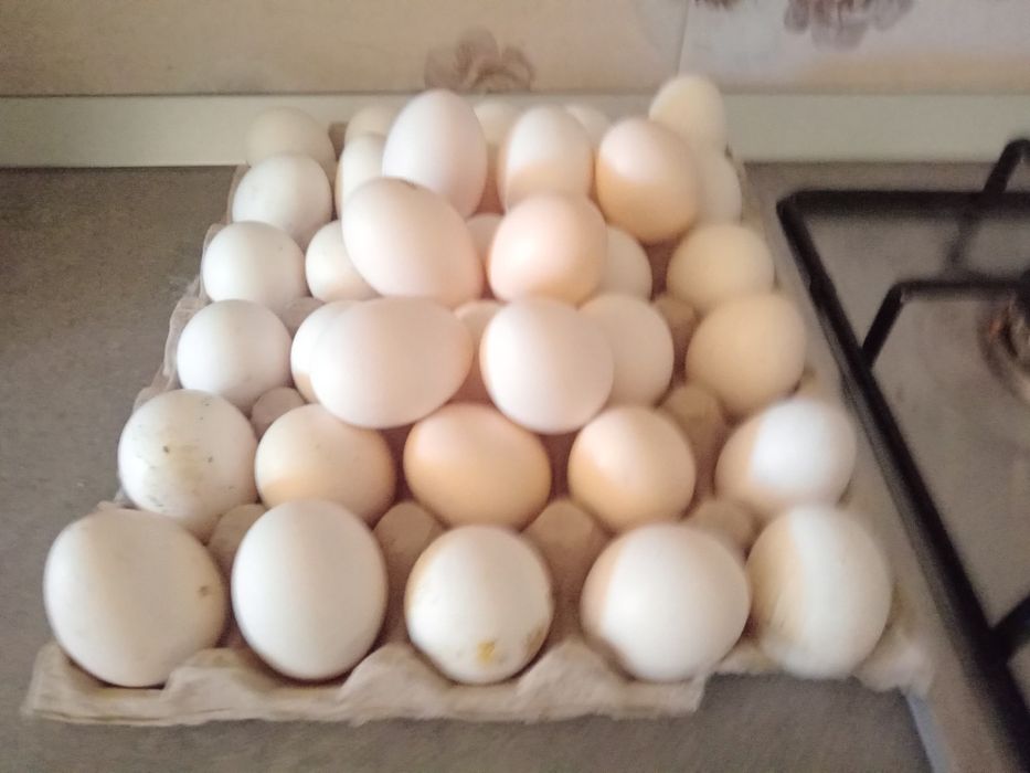 Ouă de găini italiene ptr incubat.