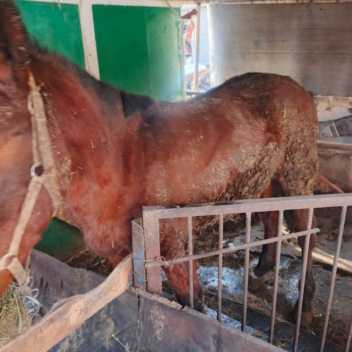 Продается лошадь мальчик 1.5 - 2 года