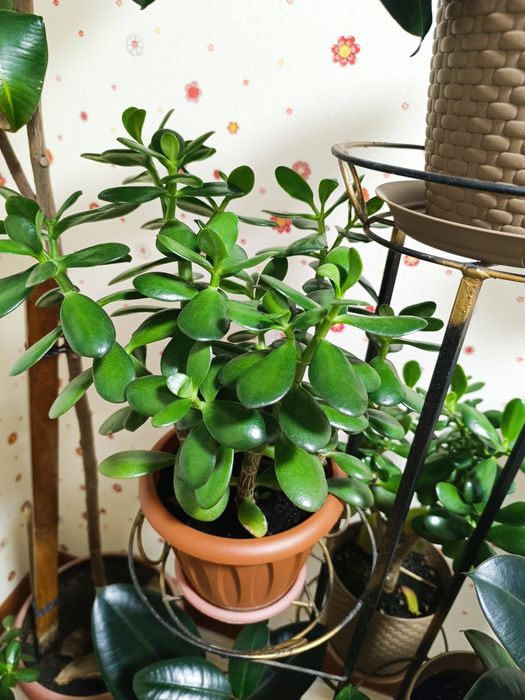 Комнатные растения