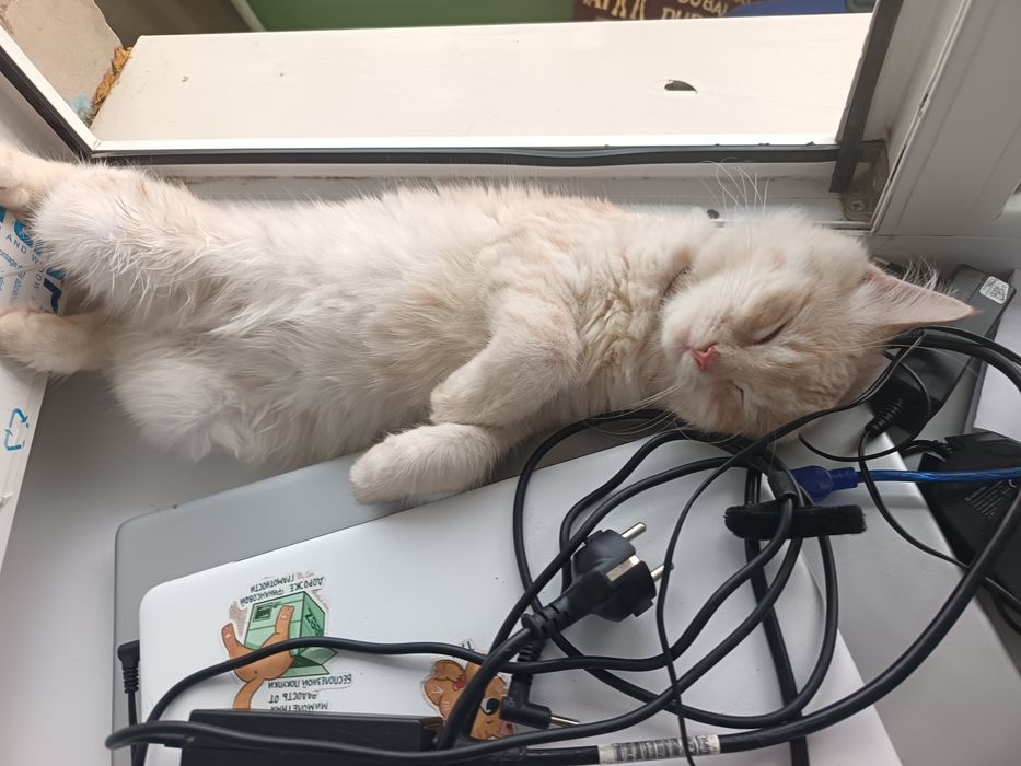 5 месячный котёнок