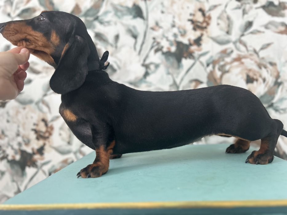 Catel teckel cu Pedigree FCI