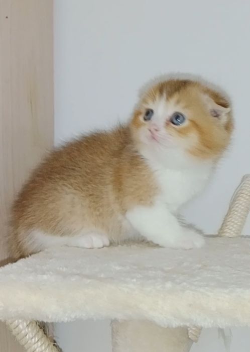 Шотланские котята  мальчики чистокровные