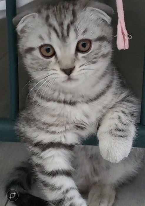 Вислоухие котята