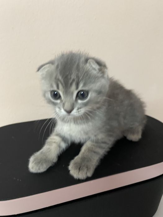 Очаровательные милые котята