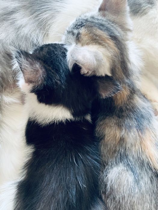Отдаю котят бесплатно
