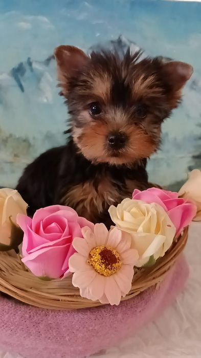 Шикарные малыши Йоркширского терьера