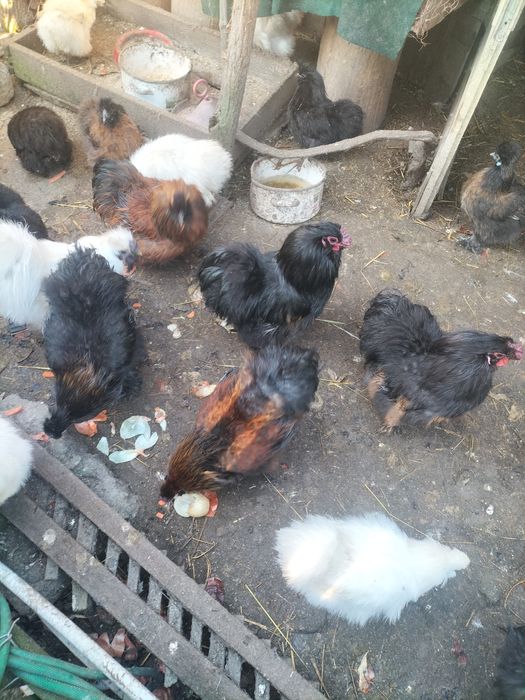 Vând cocoși mătase japoneza