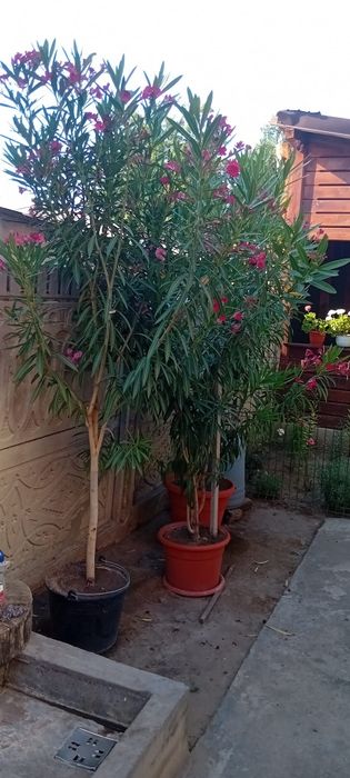 Lendri superbi maturi