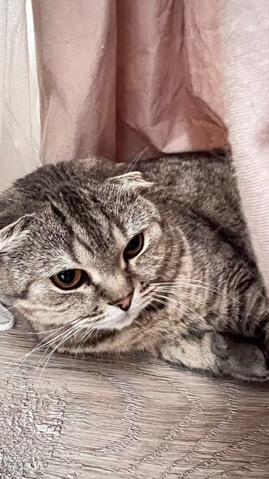 Кошка Отдам хорошие руки Шотландская вислоухий умная