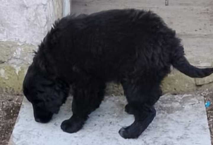 Отдам щенка мальчика в хорошие руки