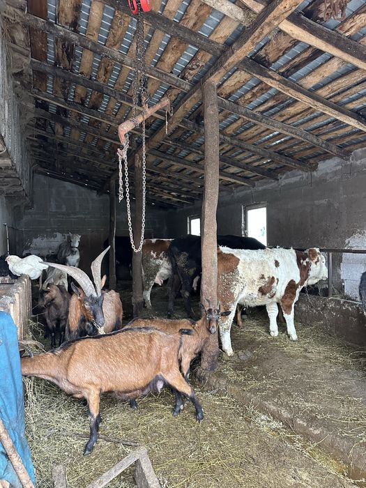 Capre alpine si saneen plus tap alpin de vanzare