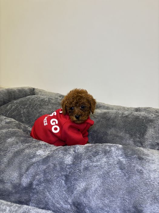 Пудел Мини Момче Червен / Mini poodle boy red