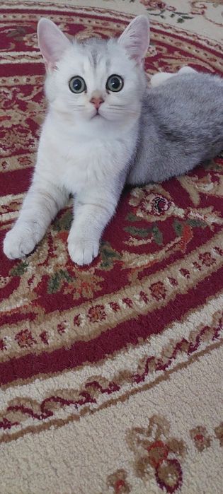 СРОЧНО! Продаётся Котёнок Кремово-Серебристая Британская Шиншилла