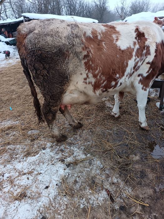Vând junincă la prima fătare