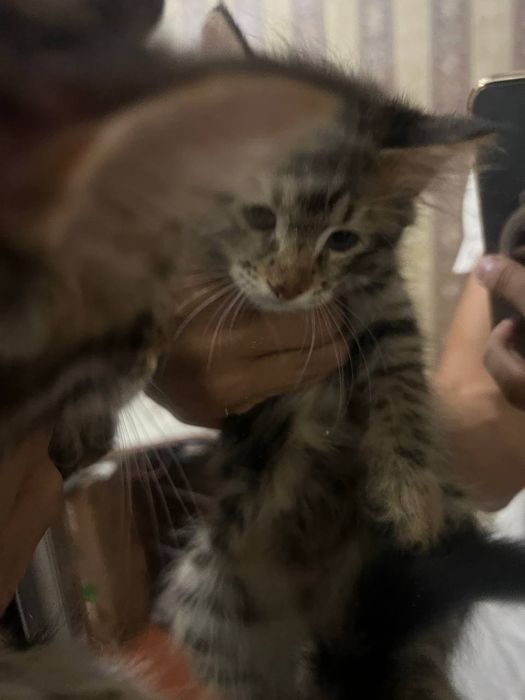 Отдадим в добрые руки