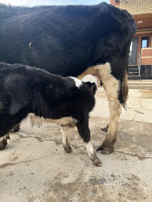 Қара қасқа Қашар бұзаулы