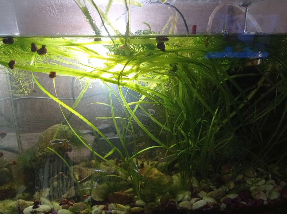 Подарявам водорасли за аквариум