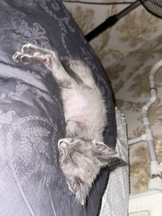 Котята бесплатно
