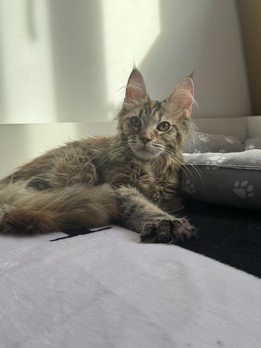 кошечка мейн кун!!