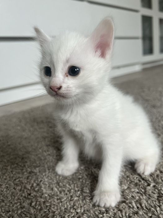 Отдам домашних котят бесплатно