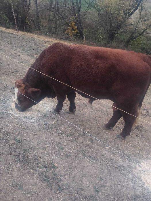 Vand Taur Metis Angus