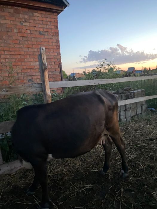 Продам Корову торг есть