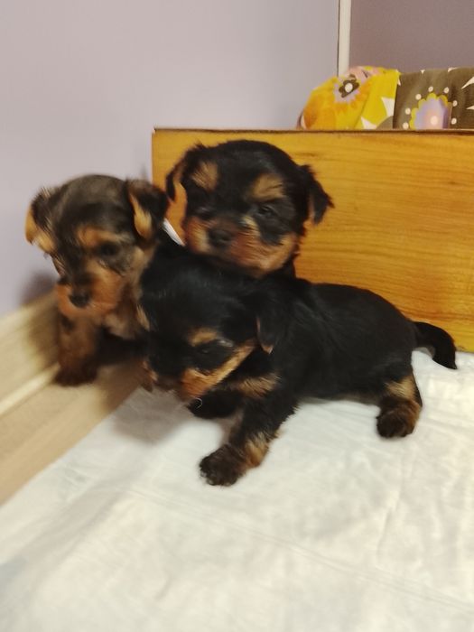 Продавам две мини йоркита,момиче и момче.