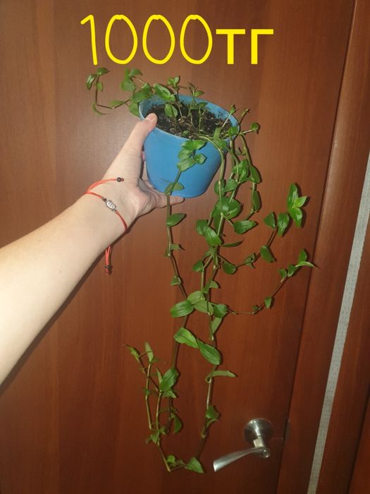 Продам комнатные растения